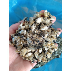 Ikan Bilis Kepala 江鱼仔头