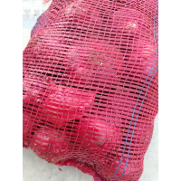 Bawang Besar India