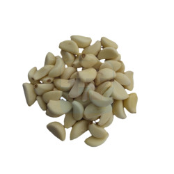 Bawang Kopek Putih