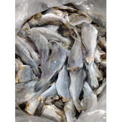 Ikan Masin Gelama Batang