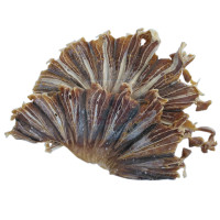Ikan Masin Pari Kipas