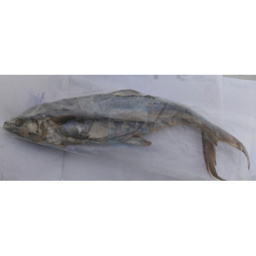 Ikan Masin Tenggiri