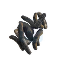 Australian Sea Cucumber 澳洲秃参