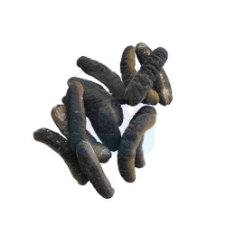 Australian Sea Cucumber 澳洲秃参