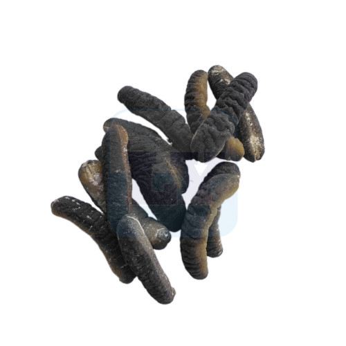 Australian Sea Cucumber 澳洲秃参