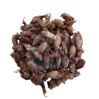 Sotong Biji 苏冬粒