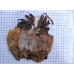 Sotong Kering Katak 墨斗干