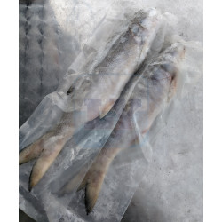 Frozen Ikan Senangin 冷冻马友鱼