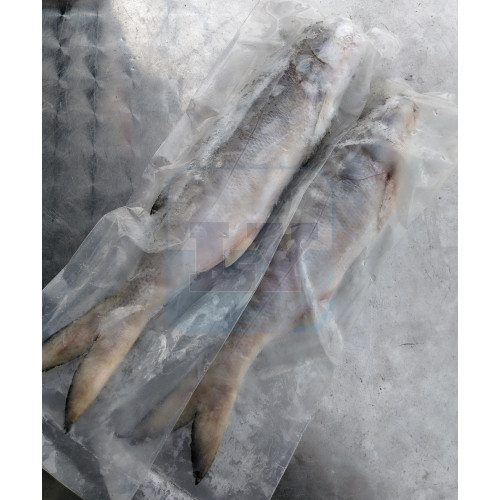 Frozen Ikan Senangin 冷冻马友鱼