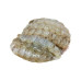 Frozen Mantis Prawn Meat 冷冻虾菇肉 400g / 500g